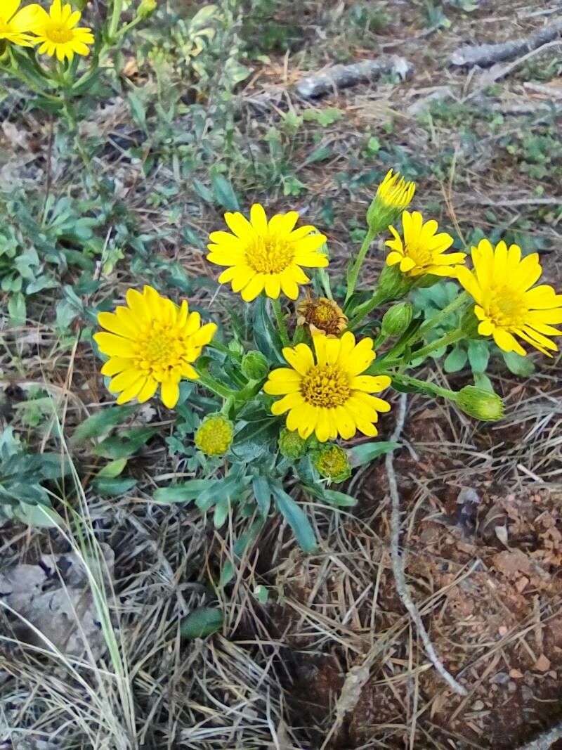 Chrysopsis mariana flower