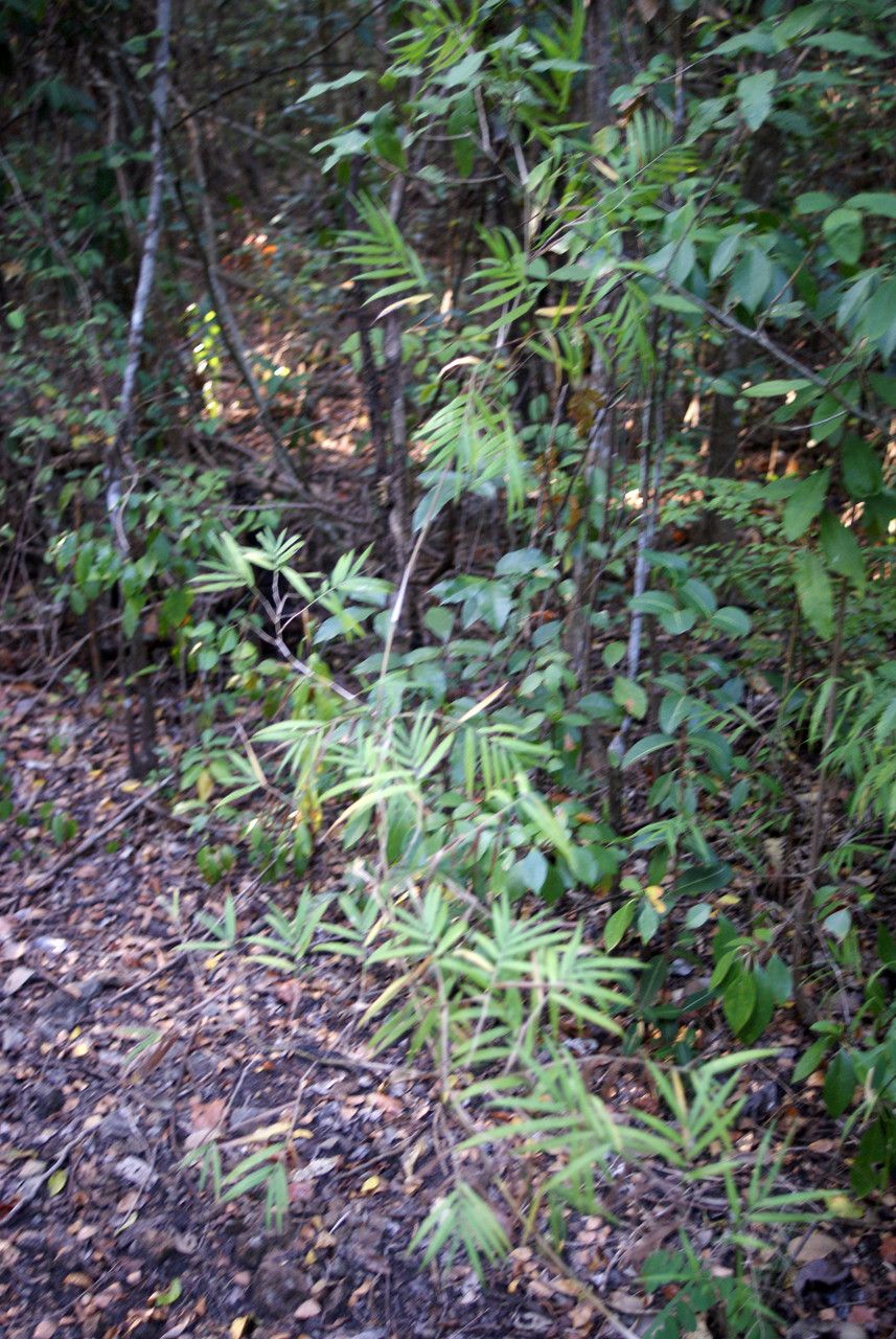 Lasiacis divaricata habit