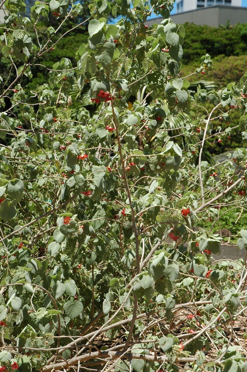 Abutilon menziesii habit