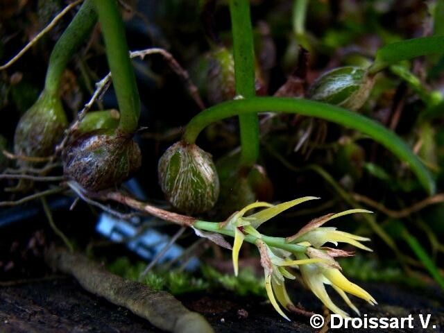 Bulbophyllum pipio — houseplant care guide
