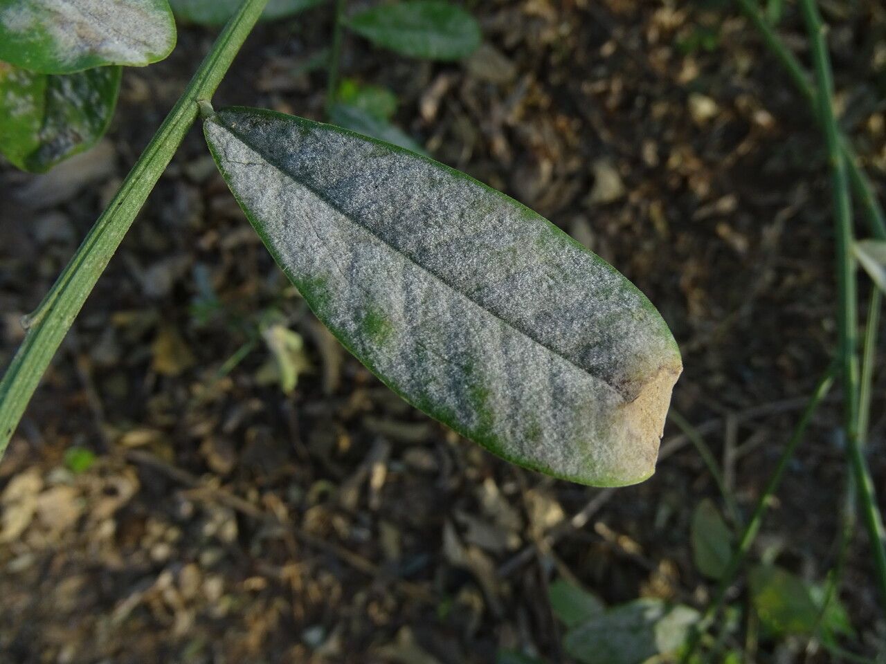 Crotalaria retusa — search result for 'Cuba'