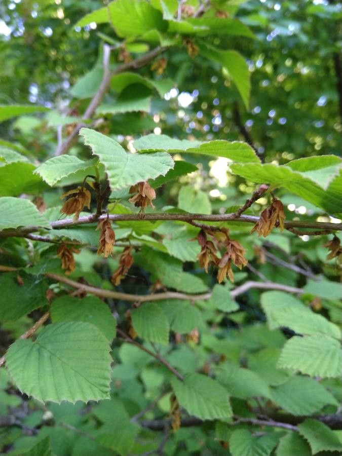 Corylopsis pauciflora fruit