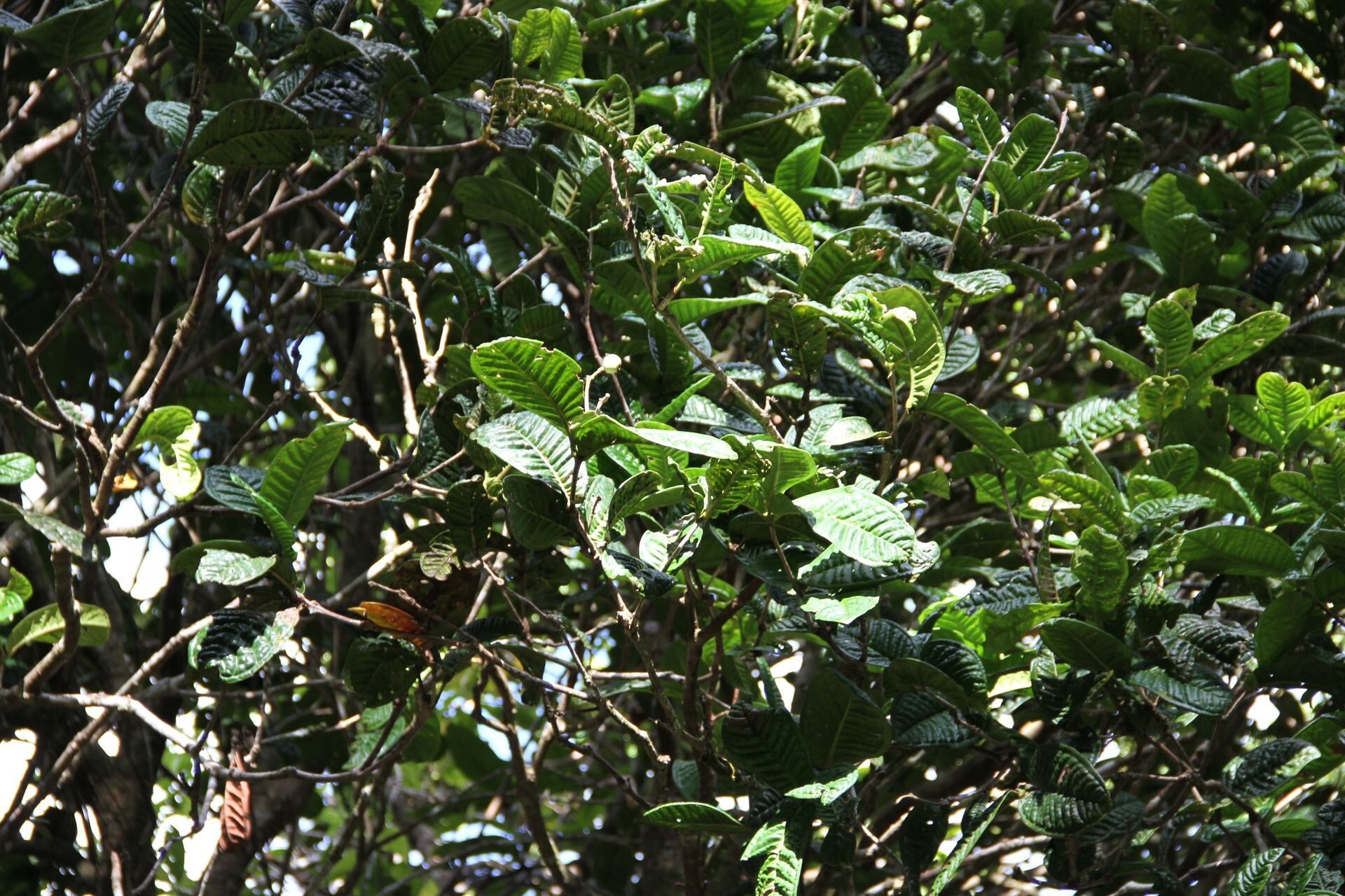 Syzygium bullatum leaf