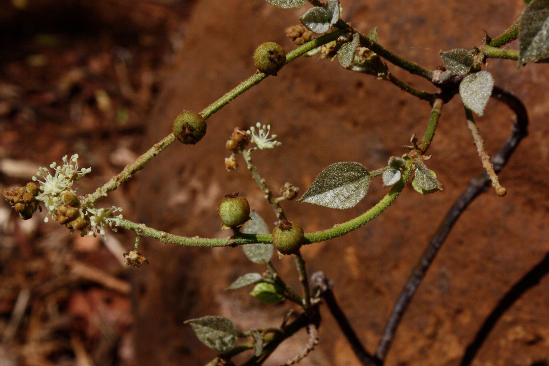 Croton scoriarum habit