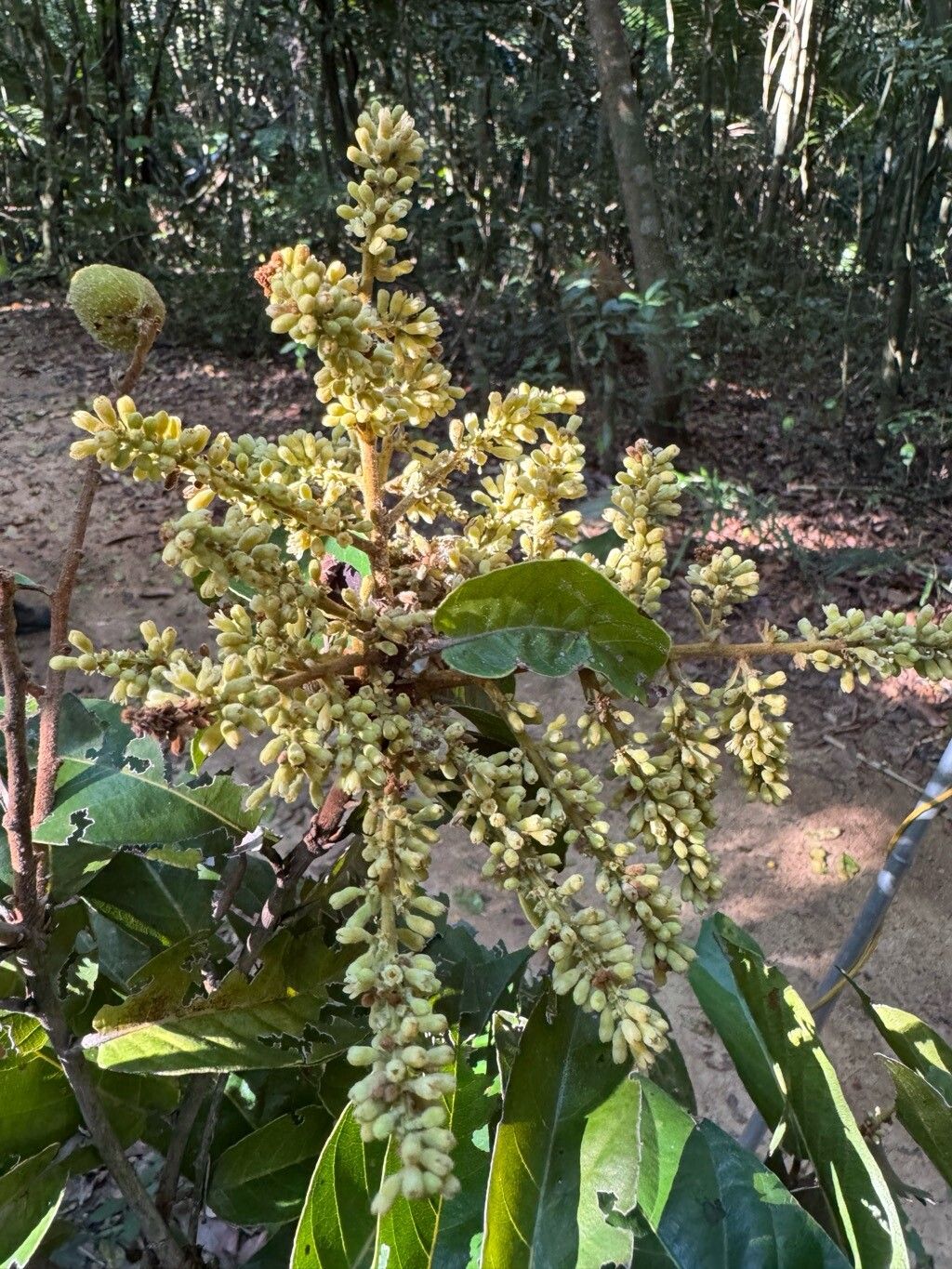 Licania arianeae — houseplant care guide