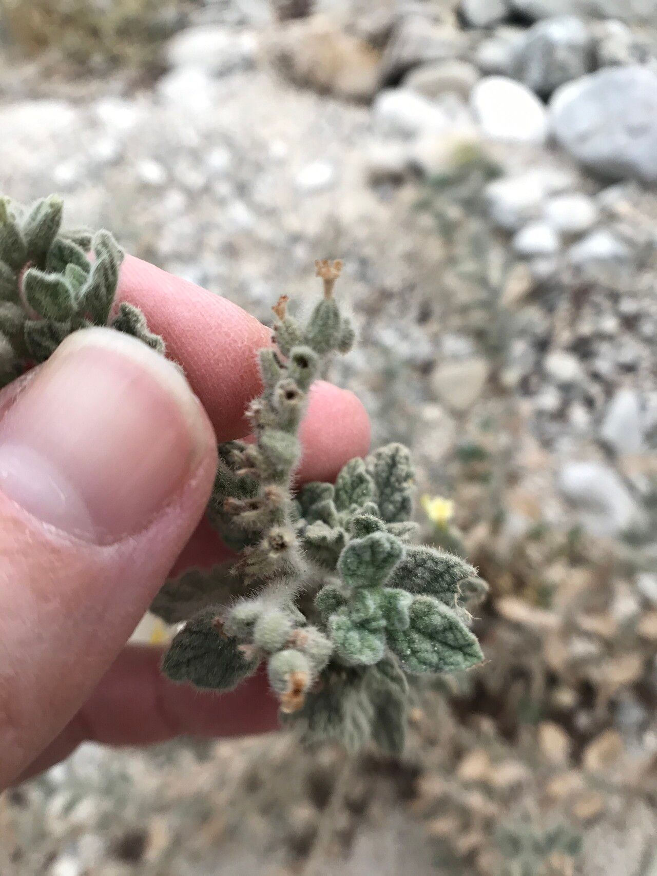 Heliotropium arbainense — search result for 'Heliotropium'