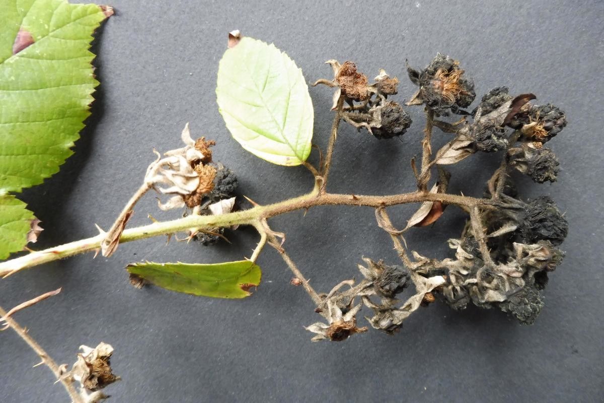 Rubus winteri flower