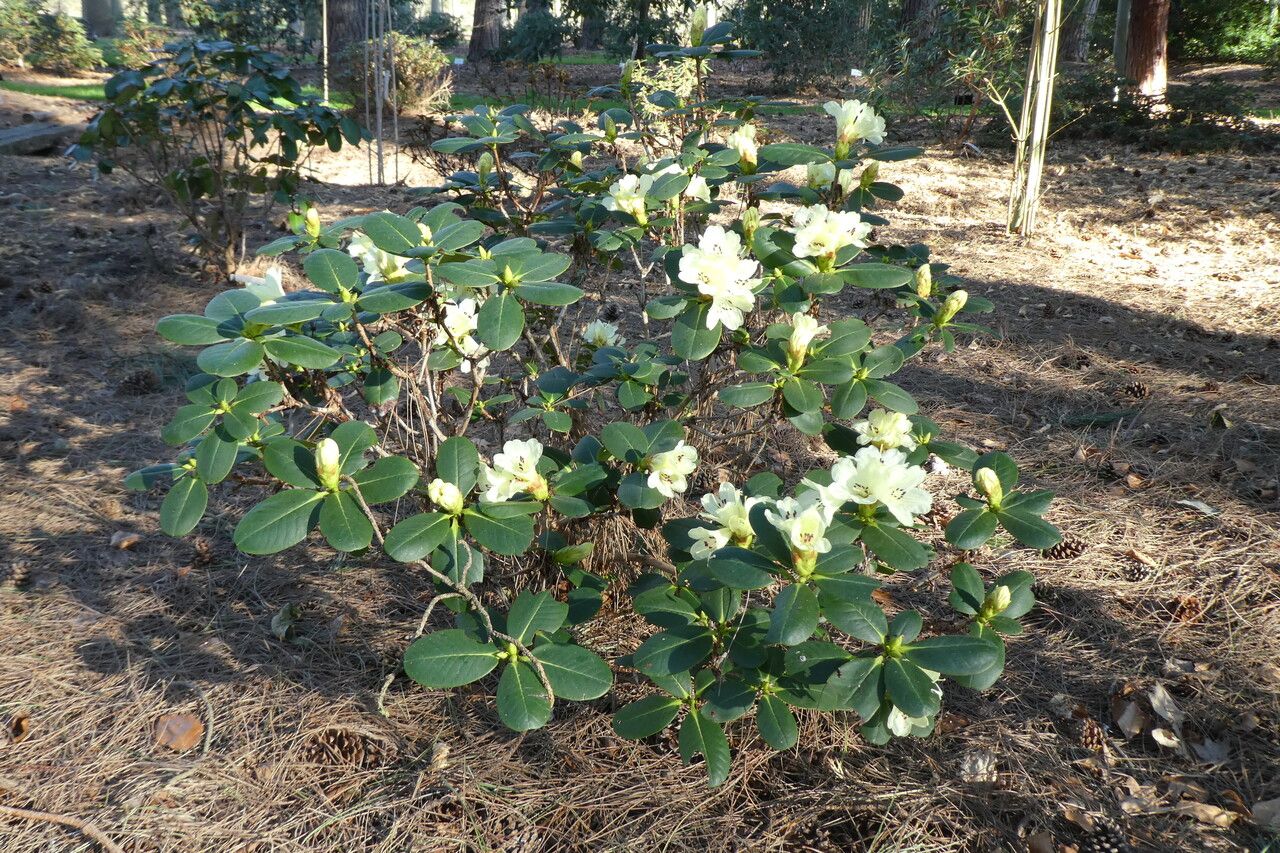 Rhododendron eclecteum habit