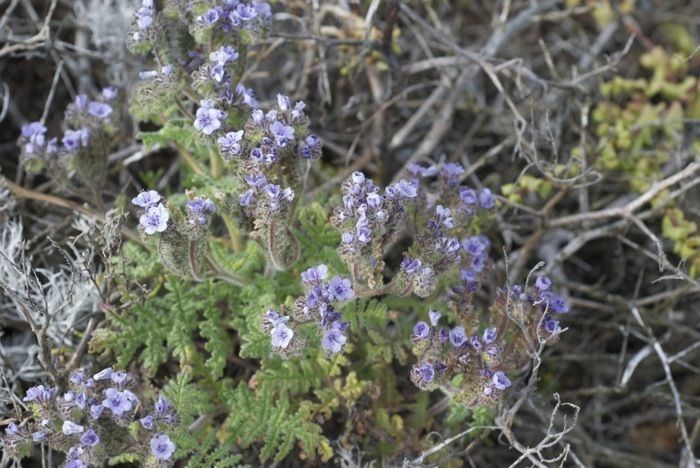 Phacelia floribunda habit