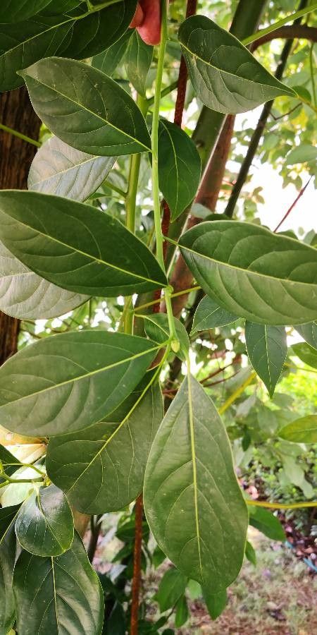 Cinnamomum porrectum leaf