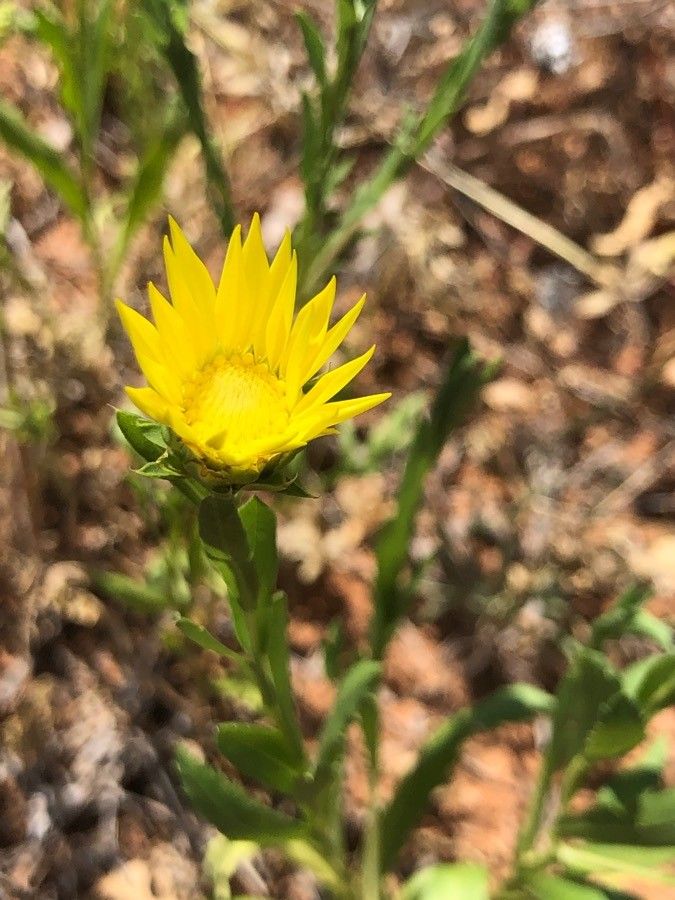 Grindelia lanceolata flower
