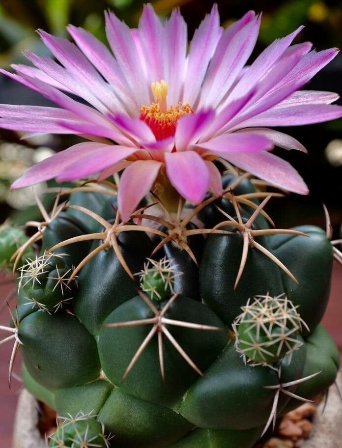 Coryphantha elephantidens flower