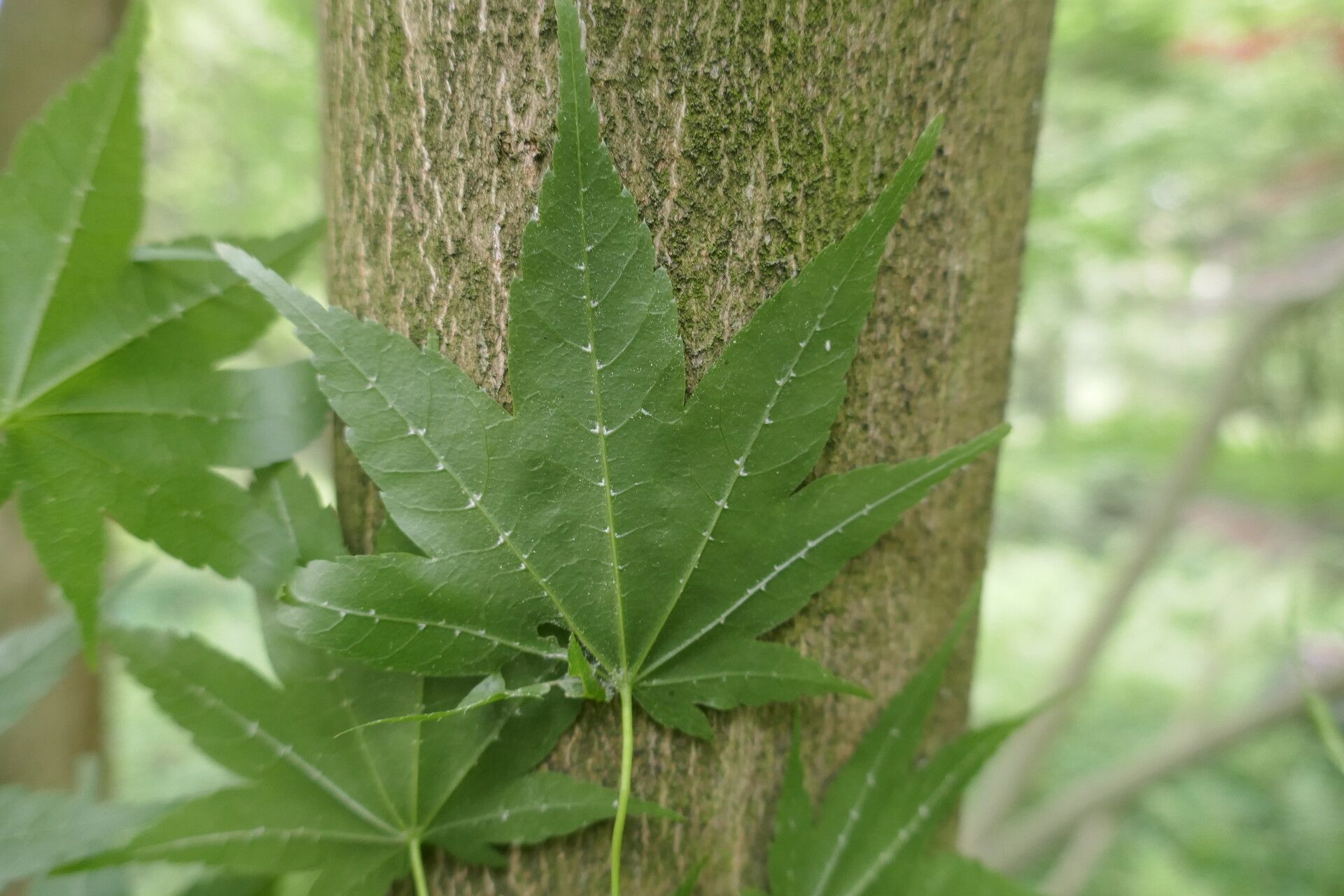 Acer robustum leaf