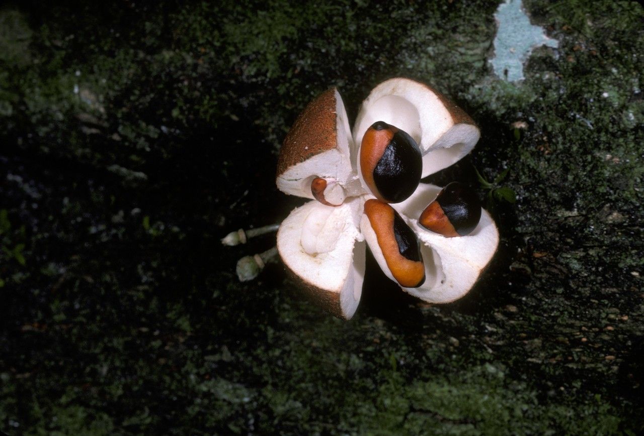 Dysoxylum alliaceum fruit