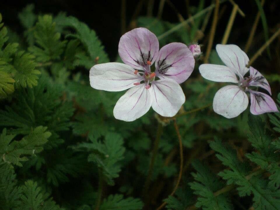 Erodium rupicola flower