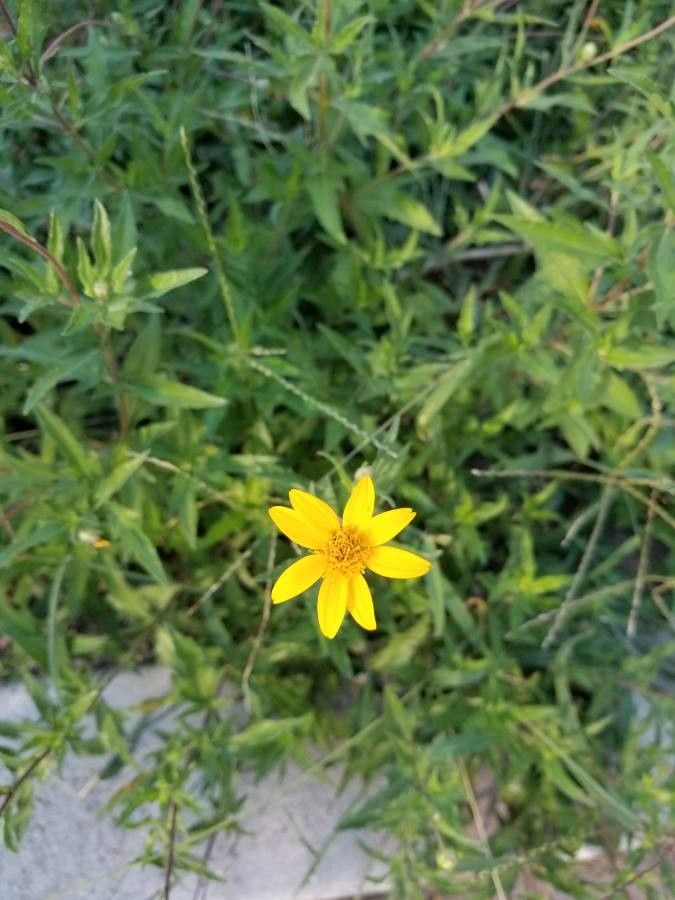 Wedelia acapulcensis flower