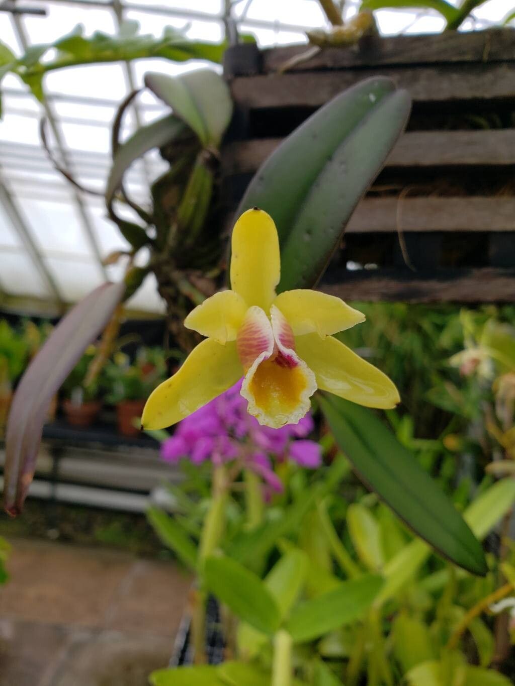 Cattleya luteola flower