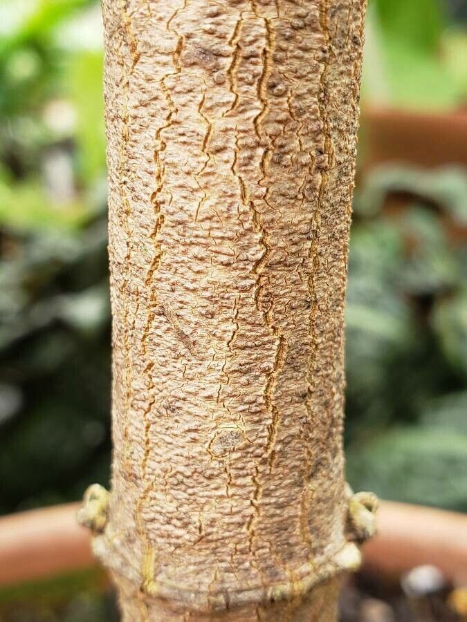 Sanchezia sanmartinensis bark