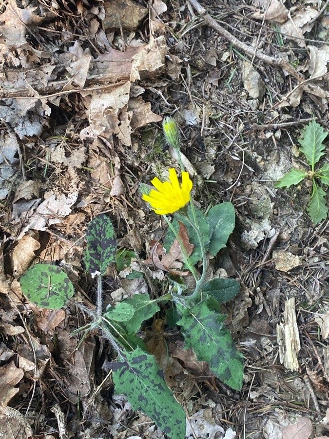 Hieracium fragile flower