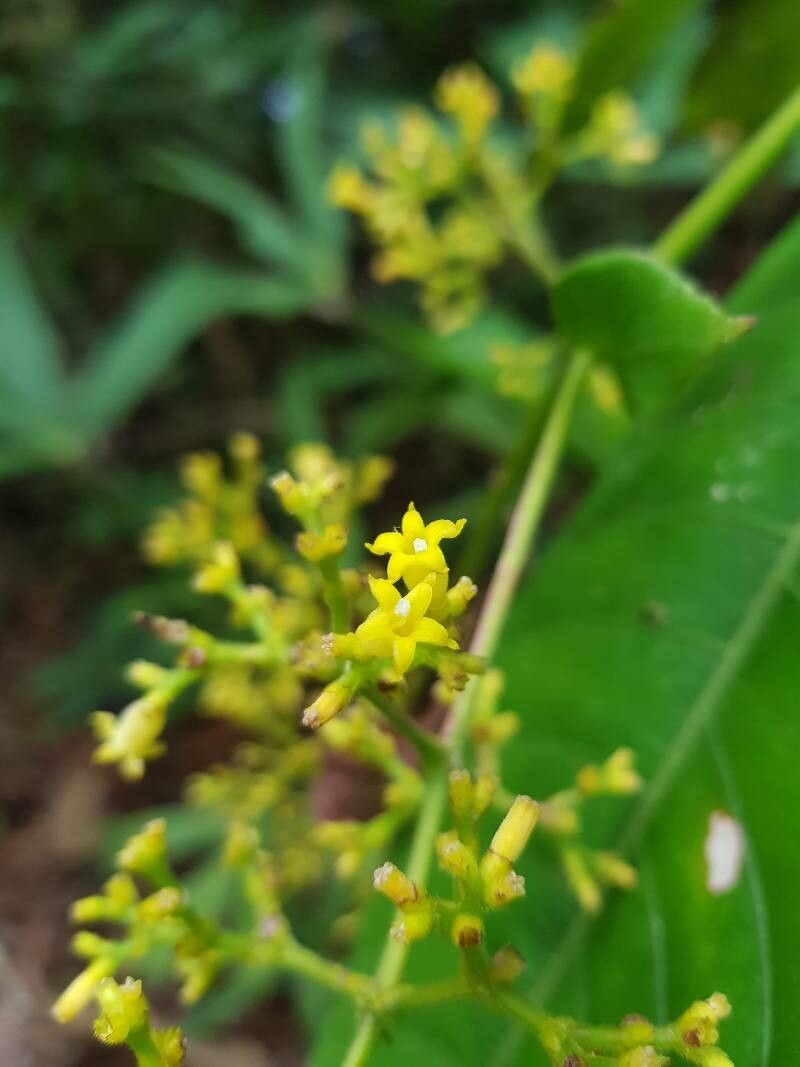 Palicourea solitudinum — houseplant care guide