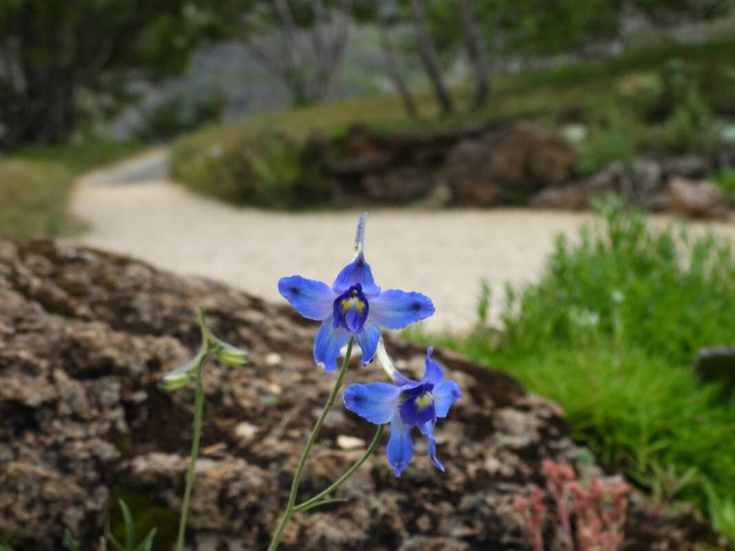 Delphinium tatsienense — search result for 'Delphinium'