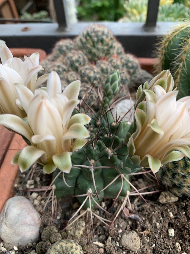 Gymnocalycium schickendantzii flower