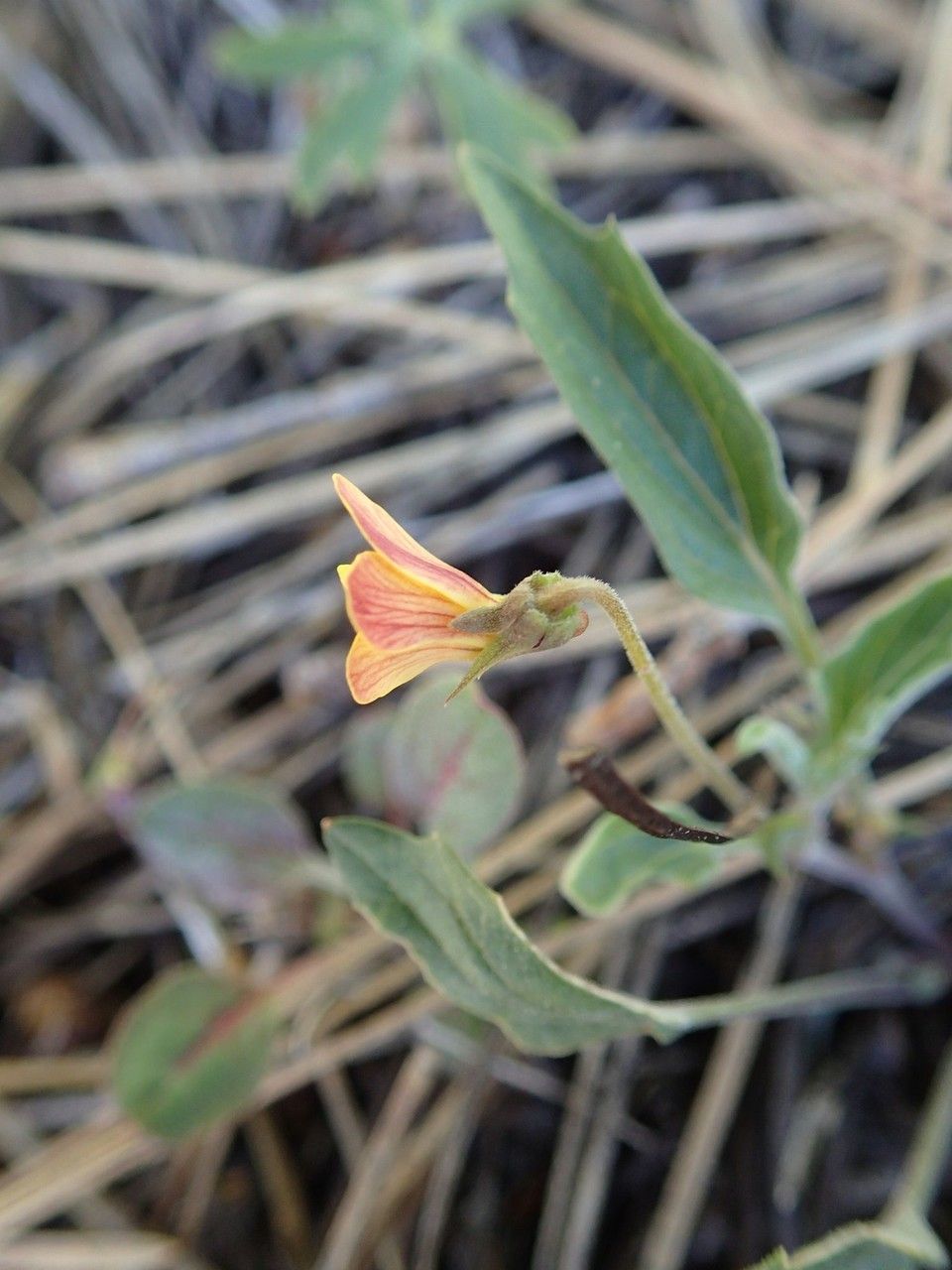 Viola pinetorum habit