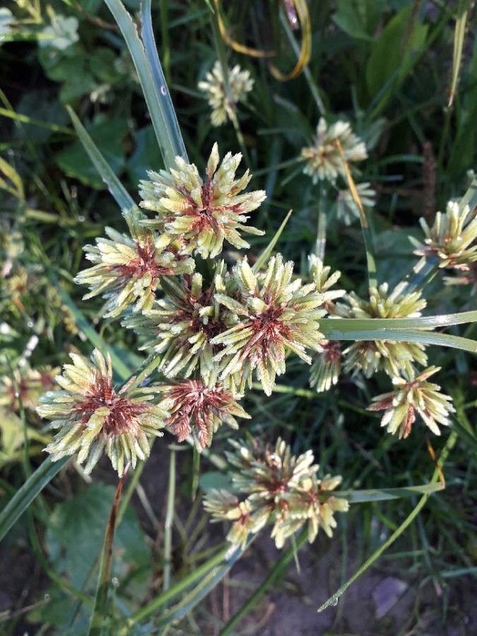 Cyperus eragrostis flower