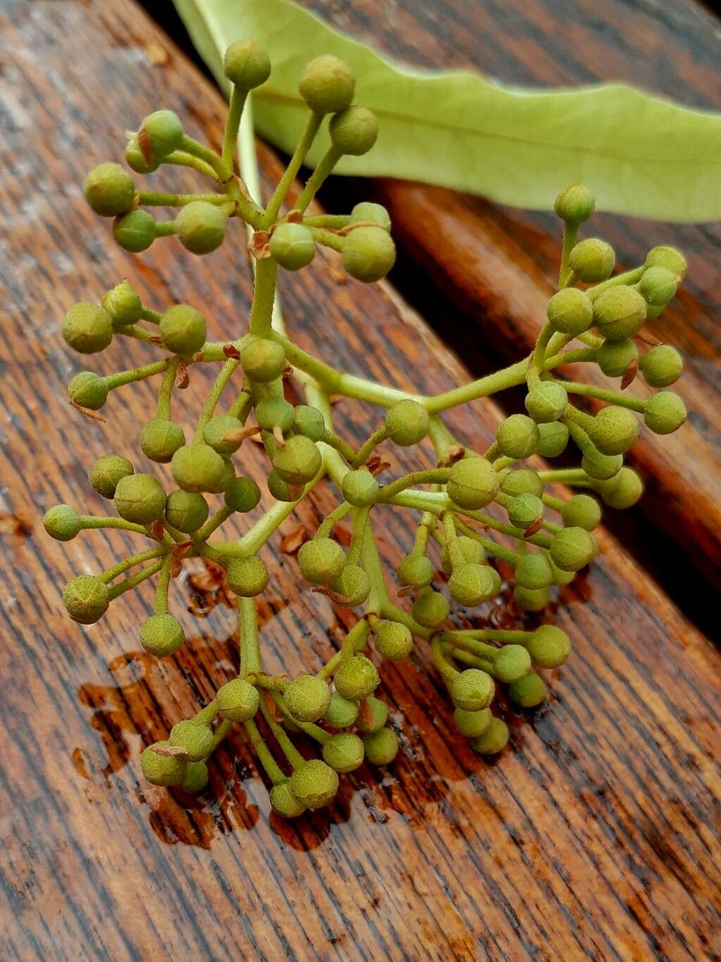 Tilia henryana flower