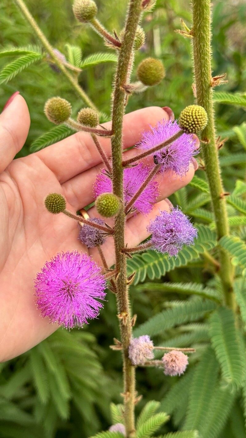 Mimosa dolens flower