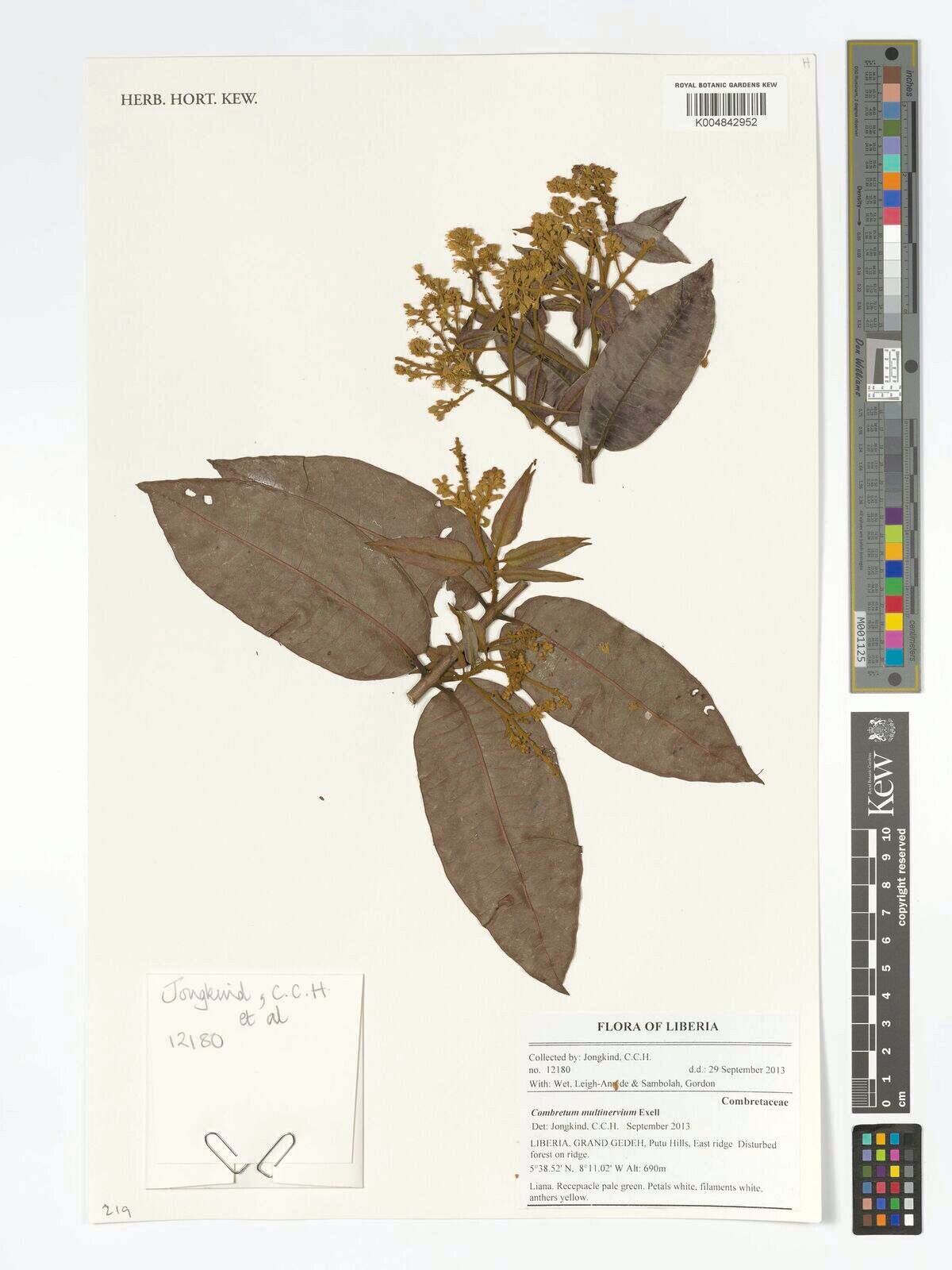 Combretum multinervium — houseplant care guide