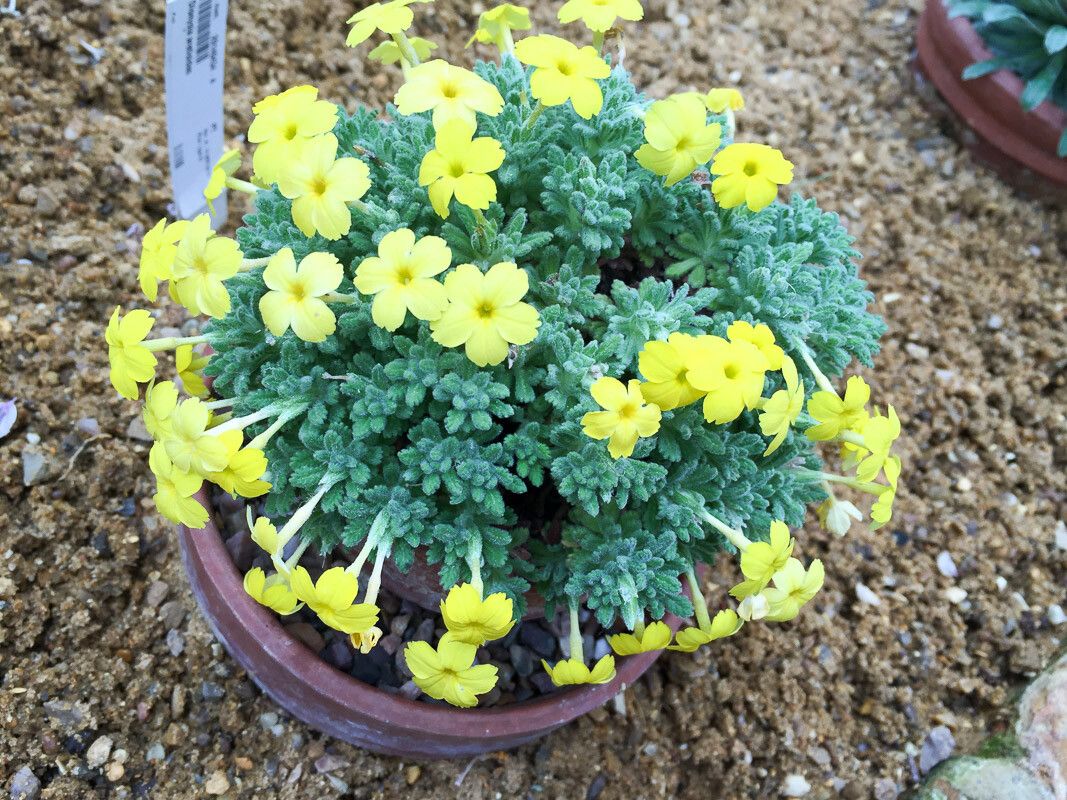 Dionysia aretioides flower