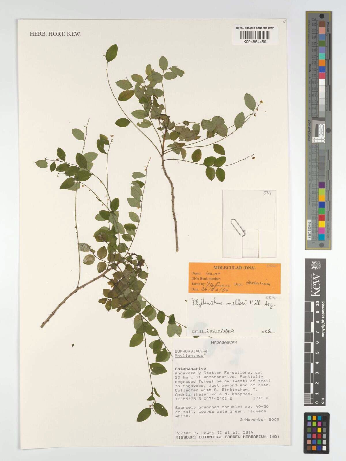 Phyllanthus melleri — houseplant care guide