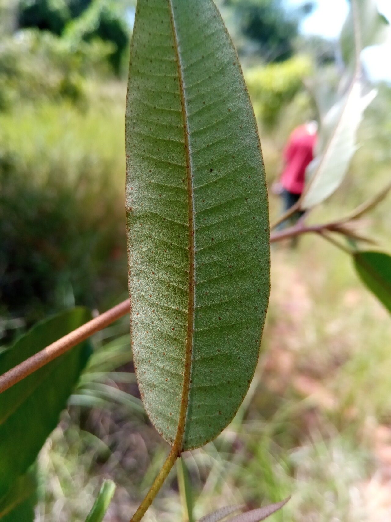 Croton greveanus leaf