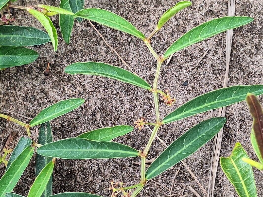 Cissus guerkeana leaf