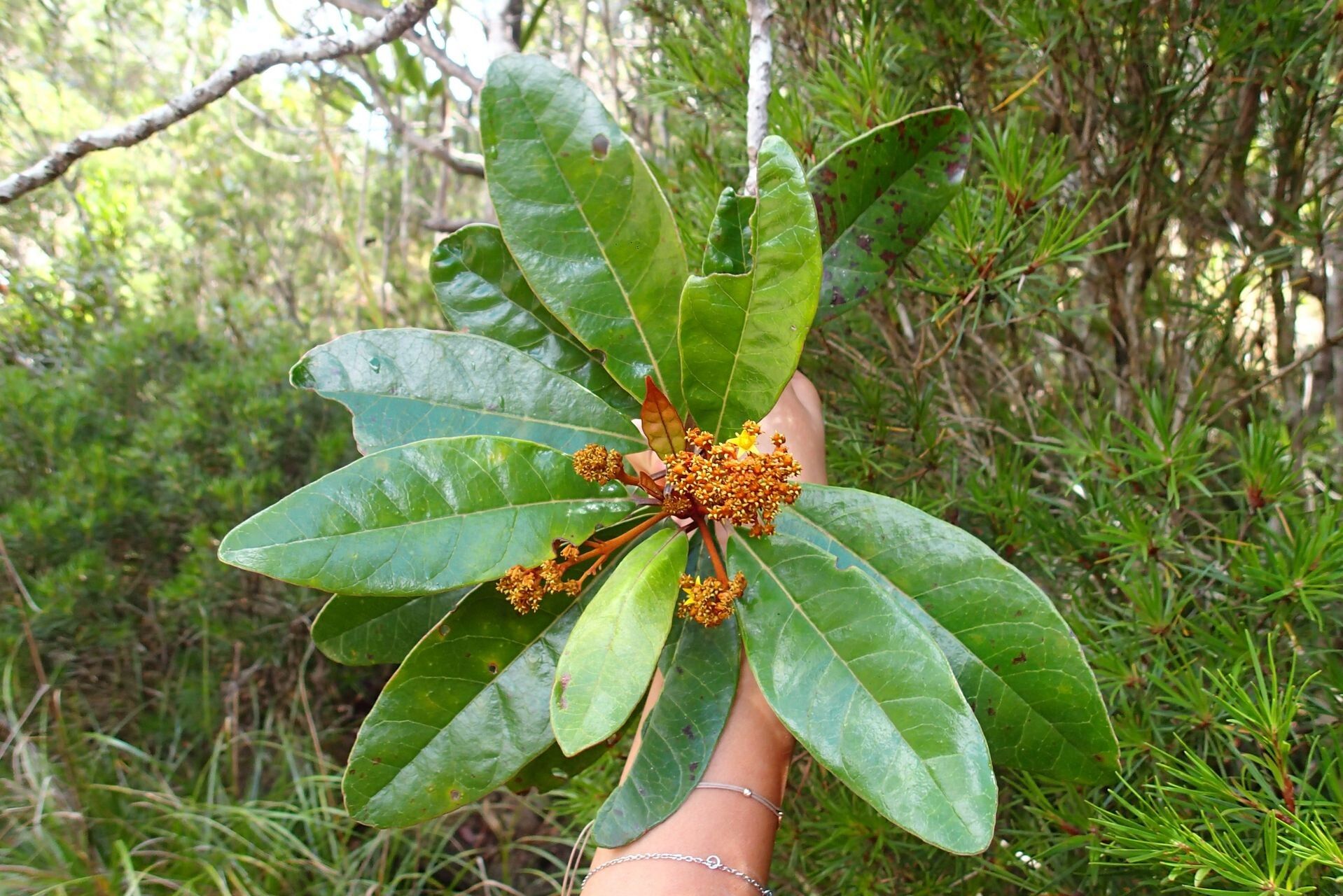 Argophyllum riparium flower