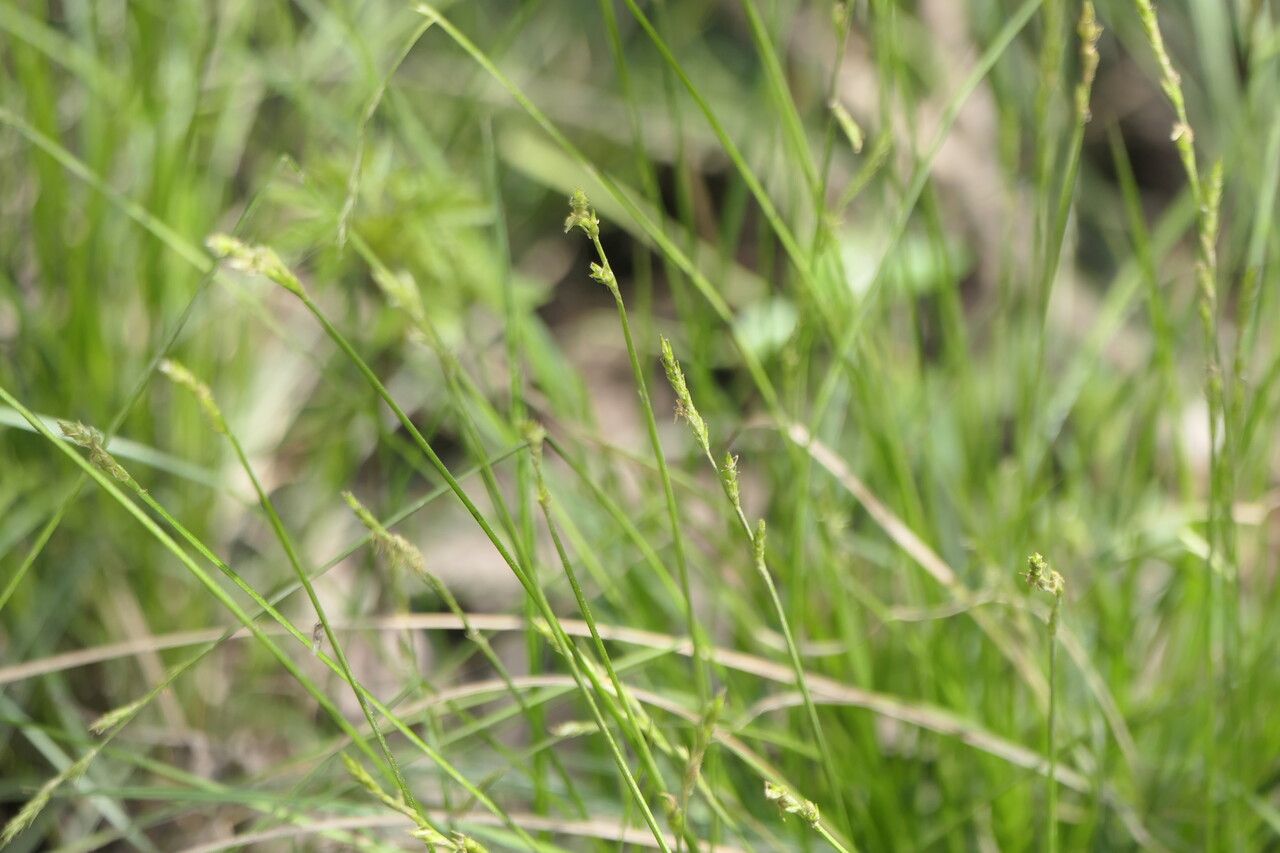 Carex bromoides flower