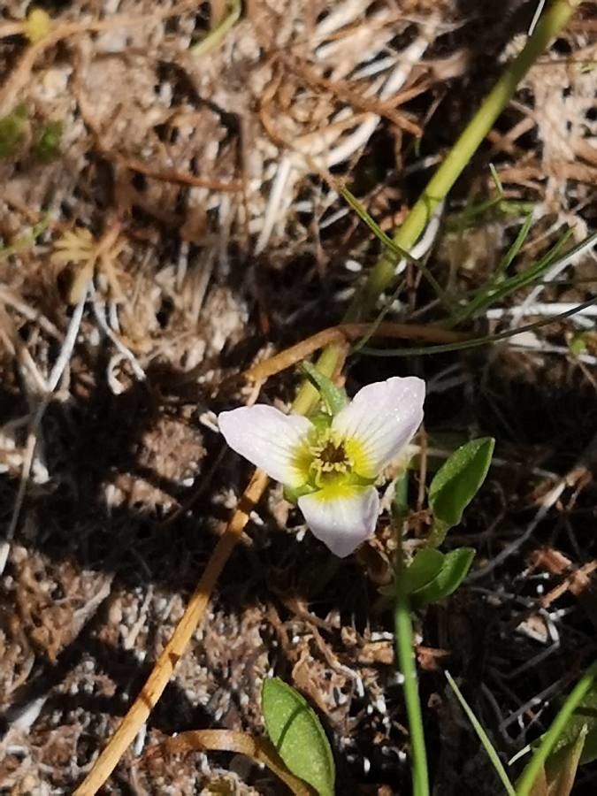 Damasonium polyspermum flower