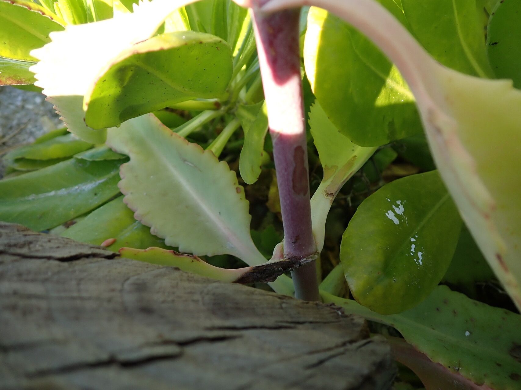 Kalanchoe suarezensis — houseplant care guide