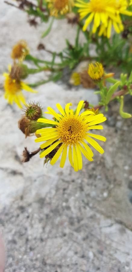 Limbarda crithmoides flower