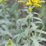 Solidago canadensis