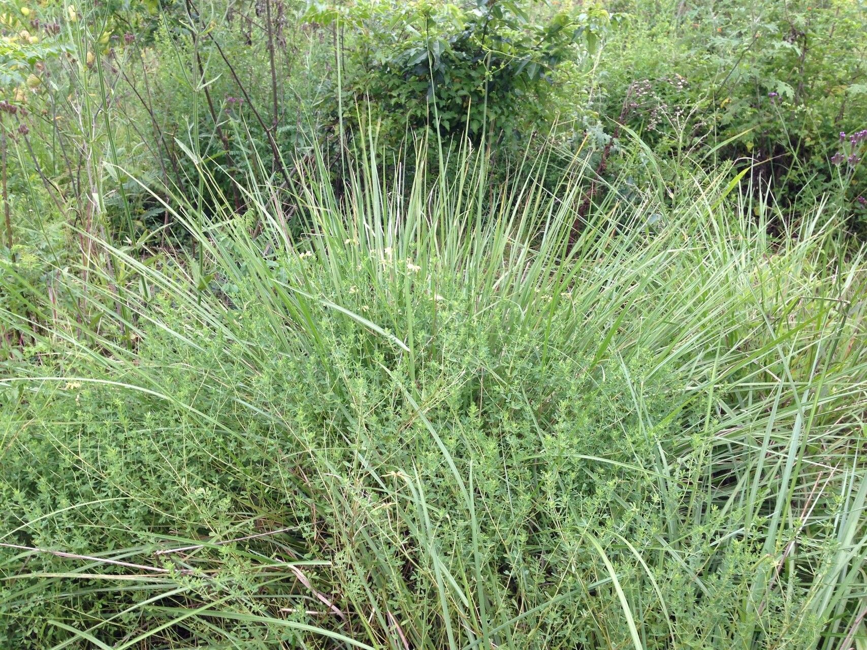 Lotus discolor habit