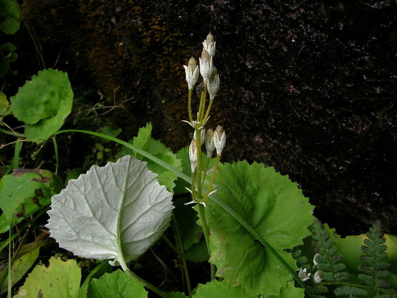 Primula rotundifolia habit