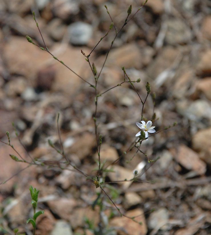 Lessingia nemaclada habit