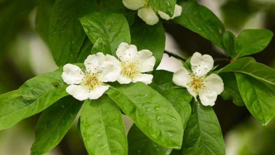 Mespilus germanica flower