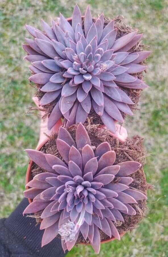 Graptopetalum rusbyi flower