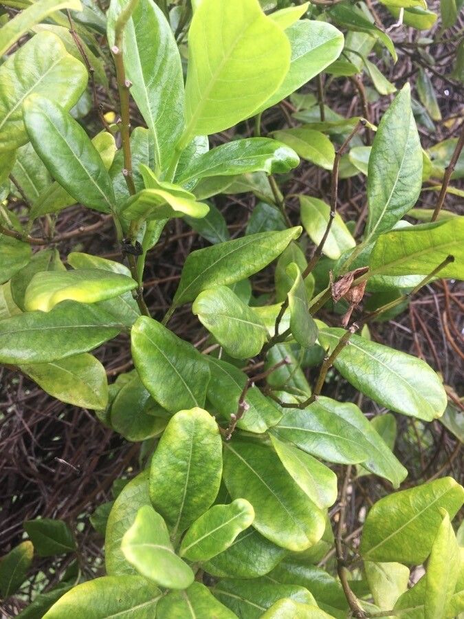 Pentalinon luteum leaf