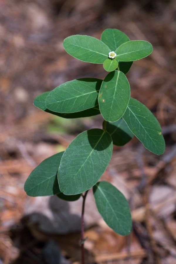 Euphorbia pubentissima habit