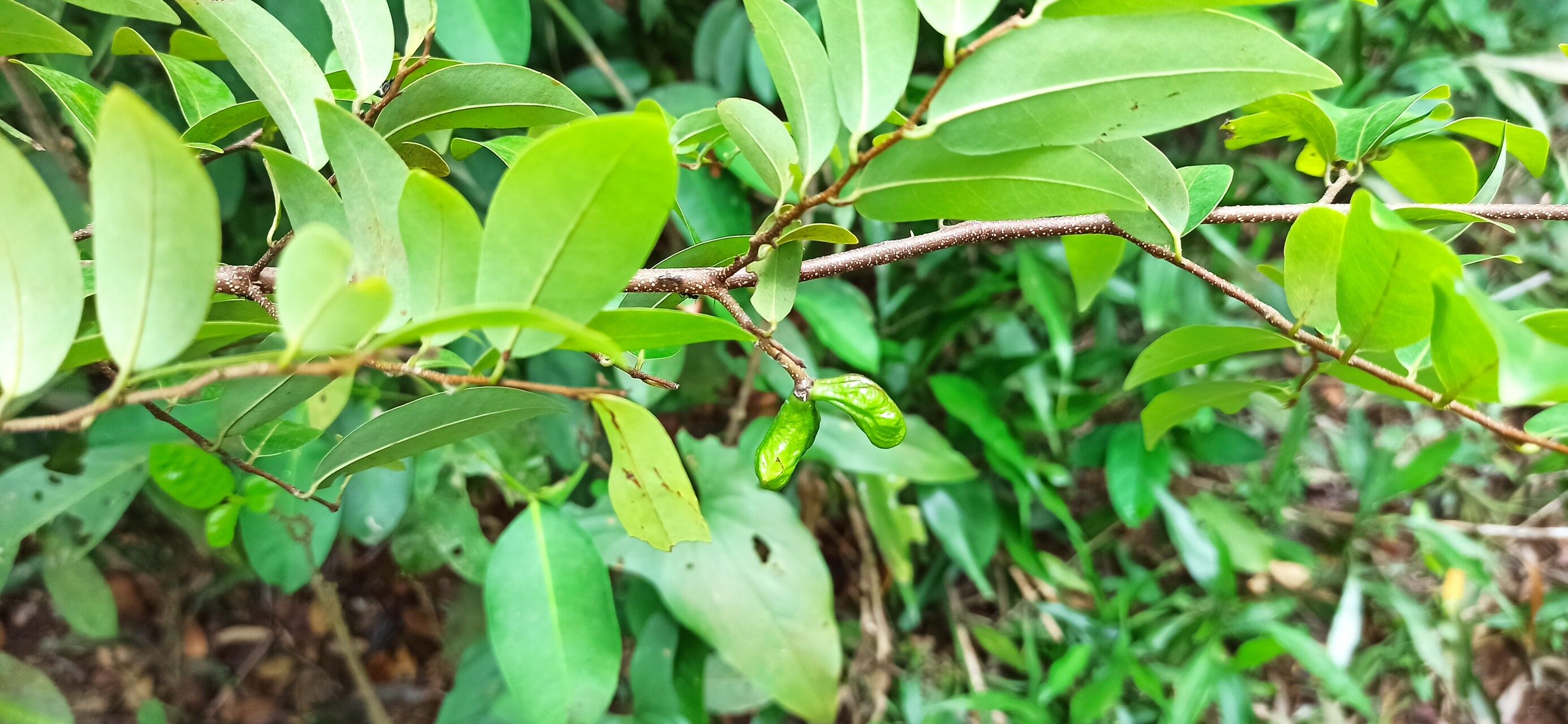 Xylopia longipetala fruit