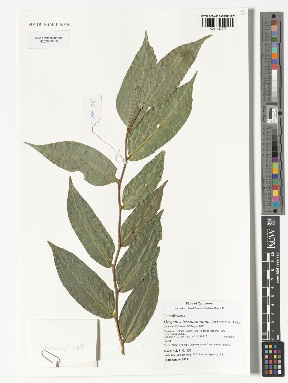 Drypetes tessmanniana — houseplant care guide